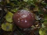 Cortinarius praestans image