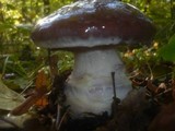 Cortinarius praestans image