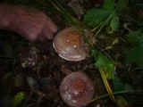 Cortinarius praestans image