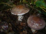 Cortinarius praestans image