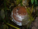 Cortinarius praestans image