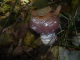 Cortinarius praestans image