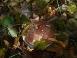 Cortinarius praestans image