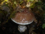 Cortinarius praestans image
