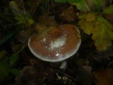 Cortinarius praestans image