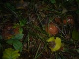 Cortinarius praestans image