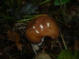 Cortinarius praestans image