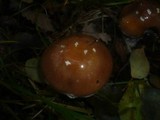 Cortinarius praestans image
