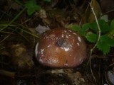 Cortinarius praestans image