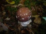 Cortinarius praestans image