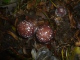 Cortinarius praestans image