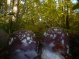 Cortinarius praestans image