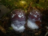 Cortinarius praestans image