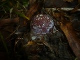 Cortinarius praestans image