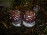 Cortinarius praestans image