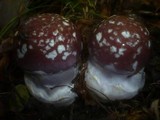 Cortinarius praestans image
