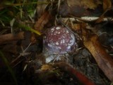 Cortinarius praestans image