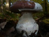 Cortinarius praestans image