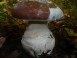 Cortinarius praestans image