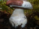 Cortinarius praestans image