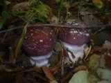 Cortinarius praestans image