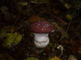 Cortinarius praestans image