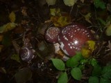 Cortinarius praestans image