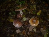Cortinarius praestans image