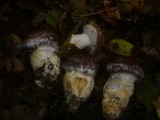 Cortinarius praestans image