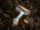 Cortinarius saporatus image