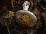Cortinarius saporatus image