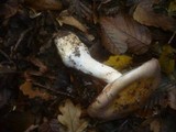 Cortinarius saporatus image
