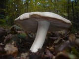 Entoloma sinuatum image