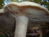 Entoloma sinuatum image