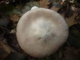 Entoloma sinuatum image