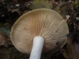 Entoloma sinuatum image