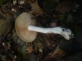 Entoloma sinuatum image