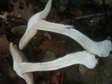 Entoloma sinuatum image