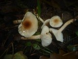Hygrophorus carpini image