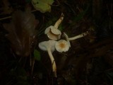 Hygrophorus carpini image