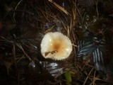 Hygrophorus carpini image