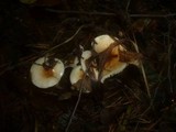 Hygrophorus carpini image