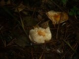 Hygrophorus carpini image