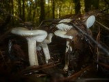 Hygrophorus carpini image