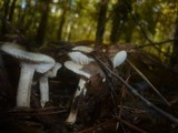 Hygrophorus carpini image