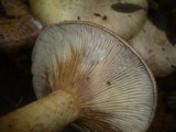 Lactarius luridus image
