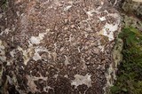 Umbilicaria muehlenbergii image