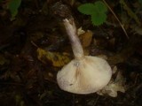 Lactarius uvidus image