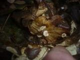 Marasmius quercophilus image