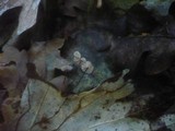 Marasmius quercophilus image